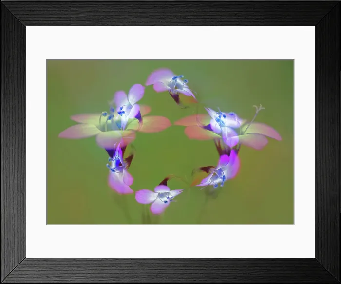 Framed Print : Abstract of Davy Gilia flowers, Antelope Valley California Poppy Preserve, Lancaster, California Date: 12-03-2005 Framed Print : Abstract of Davy Gilia flowers, Antelope Valley California Poppy Preserve, Lancaster, California Date: 12-03-2005
