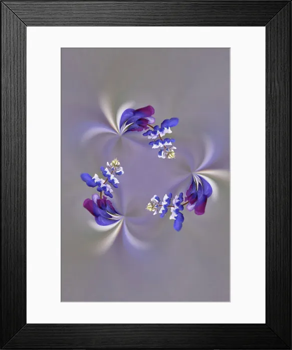 Framed Print : Lupine flower, Napa Valley, California Date: 31-05-2005