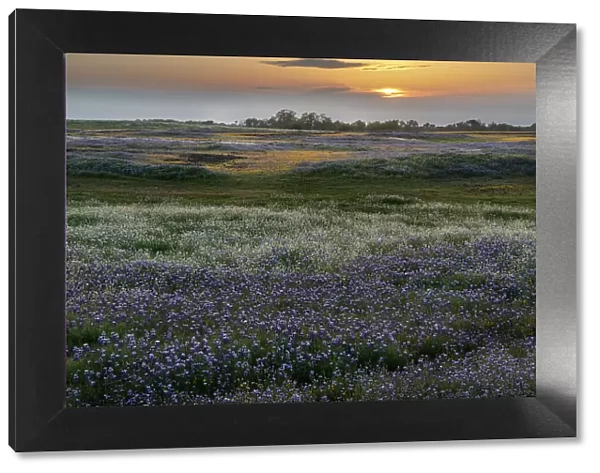 USA, California, North Table Mountain. Sunset on field of wildflowers. Date: 04-04-2021