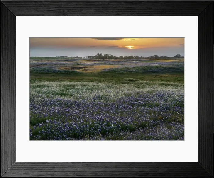 Framed Print : USA, California, North Table Mountain. Sunset on field of wildflowers. Date: 04-04-2021 Framed Print : USA, California, North Table Mountain. Sunset on field of wildflowers. Date: 04-04-2021