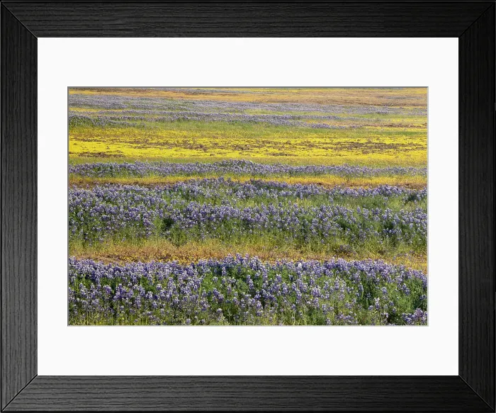 Framed Print : USA, California, North Table Mountain. Field of wildflowers. Date: 04-04-2021 Framed Print : USA, California, North Table Mountain. Field of wildflowers. Date: 04-04-2021