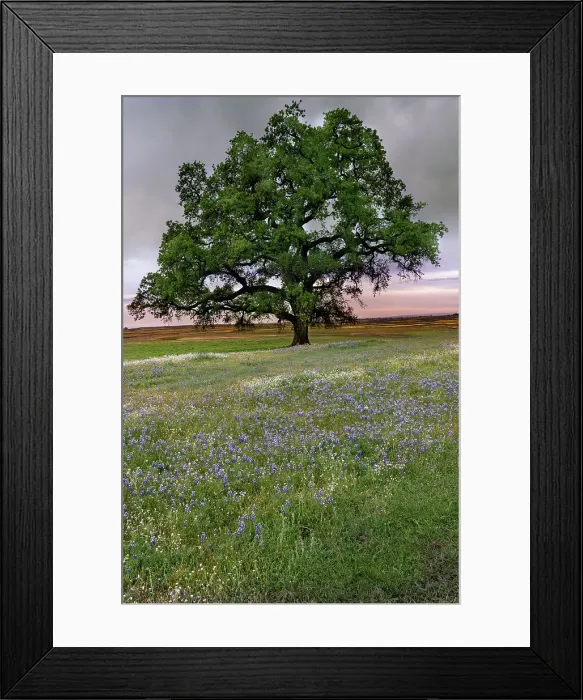 Framed Print : USA, California, North Table Mountain. Sunset on field of wildflowers. Date: 05-04-2021 Framed Print : USA, California, North Table Mountain. Sunset on field of wildflowers. Date: 05-04-2021