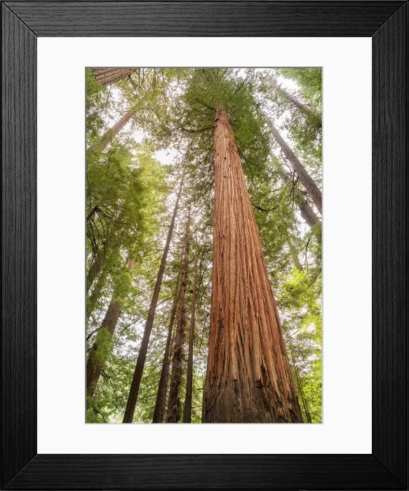 Framed Print : USA, California, Humboldt Redwoods State Park. Looking up at coastal redwood trees. Date: 09-04-2021 Framed Print : USA, California, Humboldt Redwoods State Park. Looking up at coastal redwood trees. Date: 09-04-2021