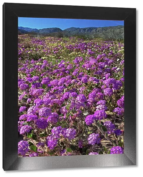USA, California, Anza Borrego Desert State Park. Flowering desert sand verbena. Date: 10-03-2008