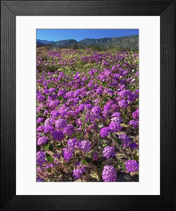 Framed Print : USA, California, Anza Borrego Desert State Park. Flowering desert sand verbena. Date: 10-03-2008