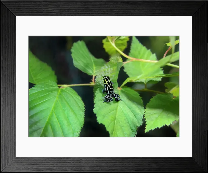 Framed Print : USA, California, Long Beach Aquarium. Captive variable poison arrow frog on leaf. Date: 19-07-2018