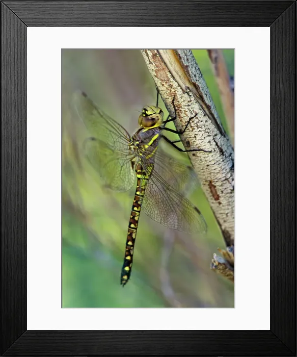 Framed Print : USA, California. Female heteromorph paddle-tailed darner on branch. Date: 27-06-2012 Framed Print : USA, California. Female heteromorph paddle-tailed darner on branch. Date: 27-06-2012
