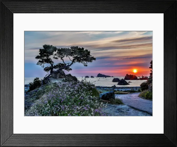 Framed Print : USA, California, Crescent City, Monterey Cypress Date: 05-06-2018 Framed Print : USA, California, Crescent City, Monterey Cypress Date: 05-06-2018