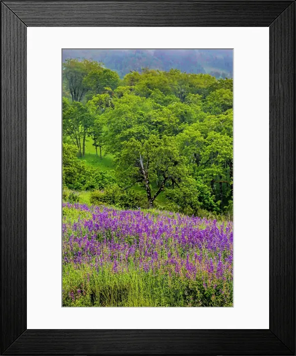 Framed Print : USA, California, Crescent City, Redwoods National Park, Silky Lupine Date: 07-06-2018 Framed Print : USA, California, Crescent City, Redwoods National Park, Silky Lupine Date: 07-06-2018