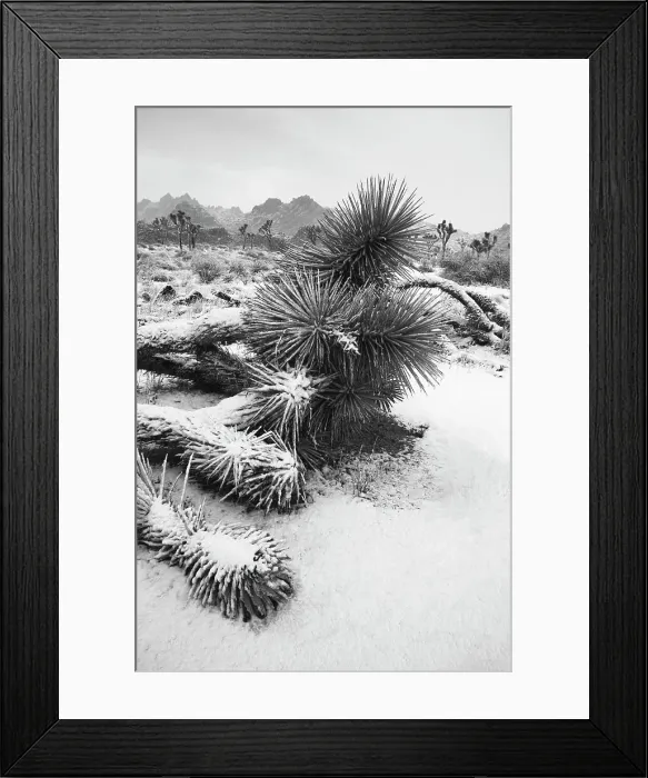 Framed Print : Winter storm, Joshua Tree National Park, California Date: 26-01-2020