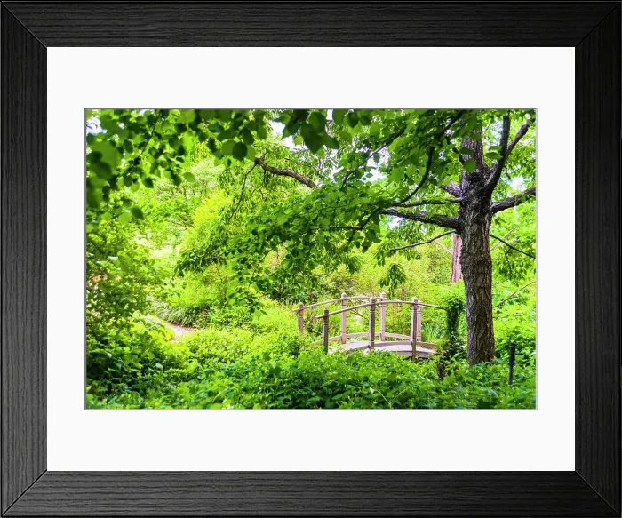 Framed Print : A wooden bridge crossing a small creek alongside a dirt path in a very green, lush forest setting. Date: 20-05-2014