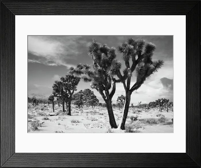 Framed Print : Winter storm, Joshua Tree National Park, California Date: 26-01-2020 Framed Print : Winter storm, Joshua Tree National Park, California Date: 26-01-2020