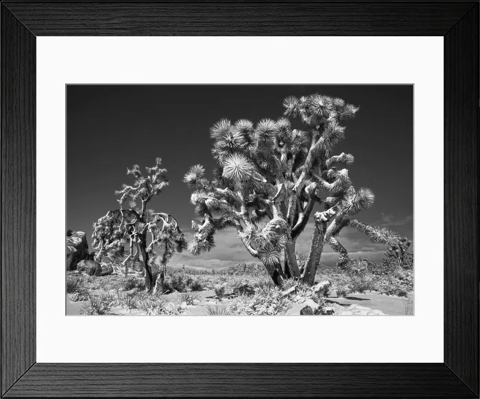 Framed Print : Winter storm, Joshua Tree National Park, California Date: 26-01-2020 Framed Print : Winter storm, Joshua Tree National Park, California Date: 26-01-2020