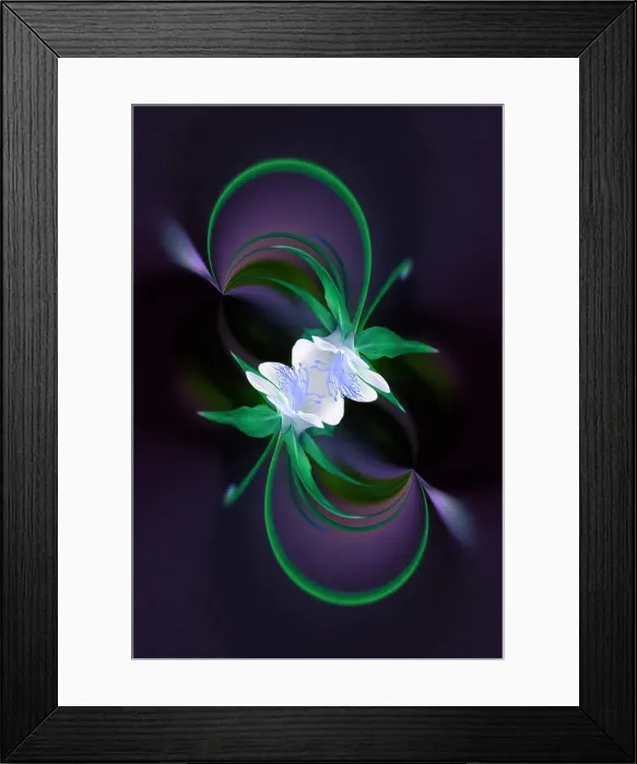 Framed Print : Columbine flower, Colorado Date: 01-02-2007 Framed Print : Columbine flower, Colorado Date: 01-02-2007