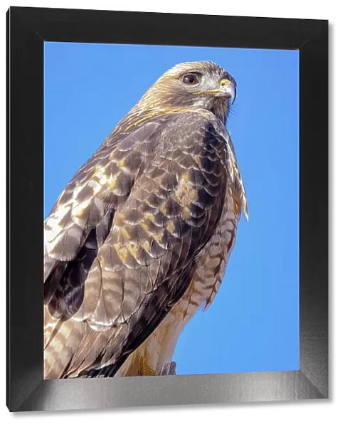 USA, Colorado, Ft. Collins. Adult red-tailed hawk close-up. Date: 08-02-2021