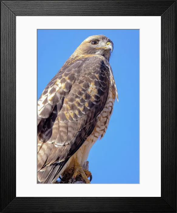 Framed Print : USA, Colorado, Ft. Collins. Adult red-tailed hawk close-up. Date: 08-02-2021 Framed Print : USA, Colorado, Ft. Collins. Adult red-tailed hawk close-up. Date: 08-02-2021