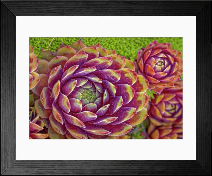 Framed Print : USA, Colorado, Fort Collins. Hens and chicks succulent plant close-up. Date: 18-06-2021 Framed Print : USA, Colorado, Fort Collins. Hens and chicks succulent plant close-up. Date: 18-06-2021