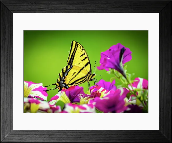 Framed Print : USA, Colorado, Fort Collins. Eastern tiger swallowtail on petunia flowers. Date: 27-06-2021 Framed Print : USA, Colorado, Fort Collins. Eastern tiger swallowtail on petunia flowers. Date: 27-06-2021