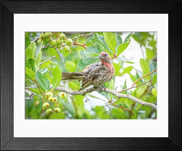 Framed Print : USA, Colorado, Fort Collins. Male house finch in a Hawthorne tree. Date: 03-09-2021 Framed Print : USA, Colorado, Fort Collins. Male house finch in a Hawthorne tree. Date: 03-09-2021