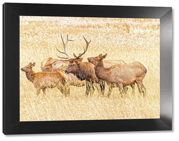 USA, Colorado, Rocky Mountain National Park. North American elk male and females in mating season. Date: 06-10-2021