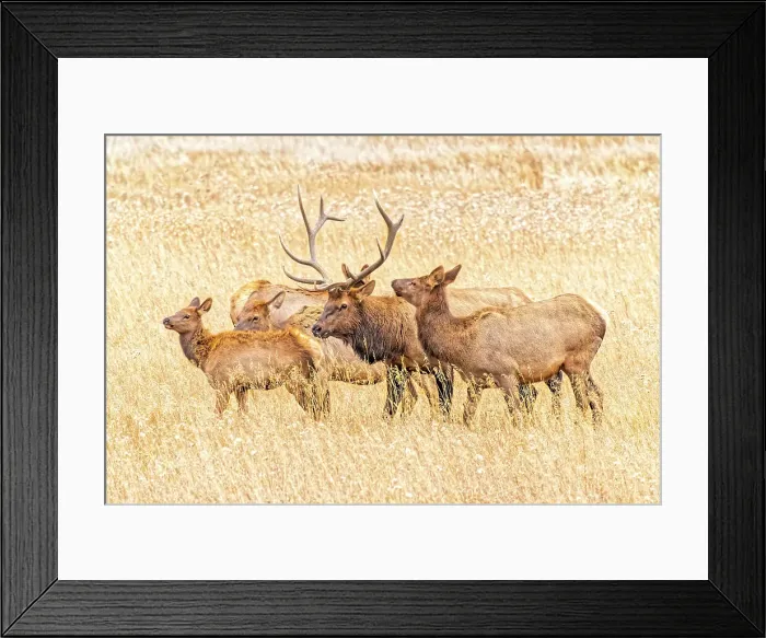 Framed Print : USA, Colorado, Rocky Mountain National Park. North American elk male and females in mating season. Date: 06-10-2021