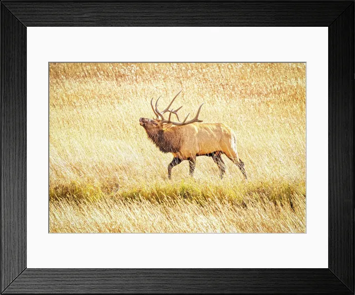 Framed Print : USA, Colorado, Rocky Mountain National Park. North American elk male bugling in mating season. Date: 06-10-2021 Framed Print : USA, Colorado, Rocky Mountain National Park. North American elk male bugling in mating season. Date: 06-10-2021