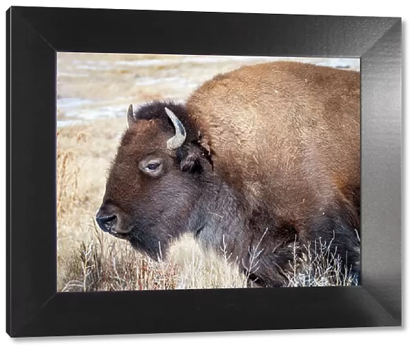 American Bison Date: 02-01-2021