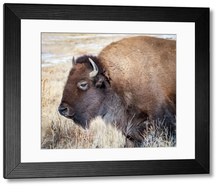 Framed Print : American Bison Date: 02-01-2021 Framed Print : American Bison Date: 02-01-2021
