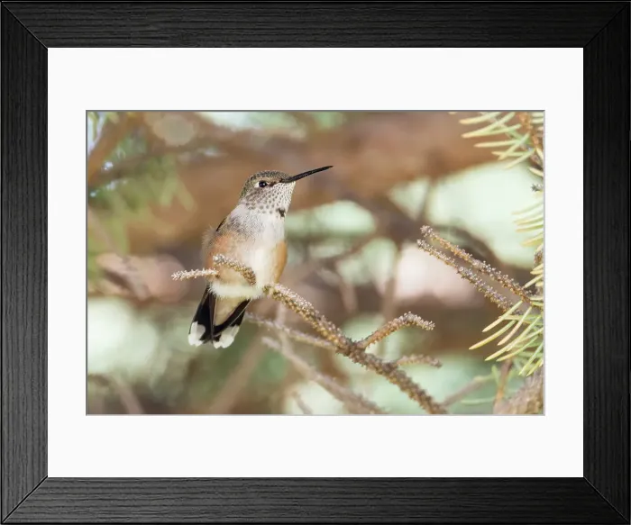 Framed Print : Hummingbird Date: 27-10-2021 Framed Print : Hummingbird Date: 27-10-2021