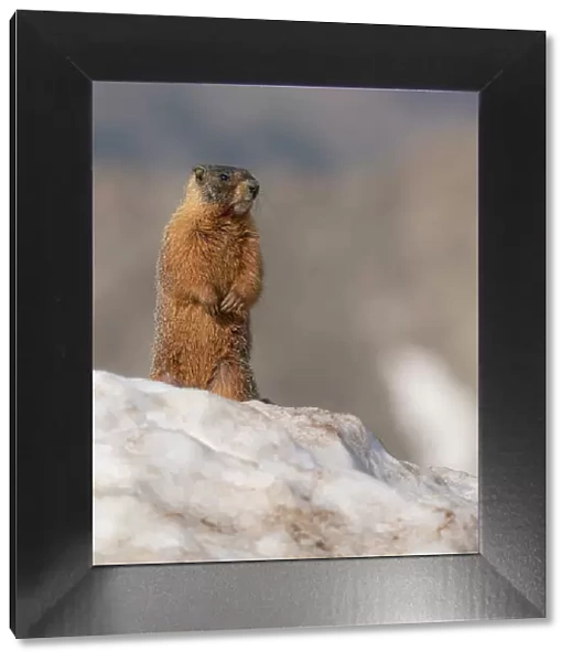 Yellow-bellied marmot, Mount Evans Wilderness, Colorado Date: 16-06-2021