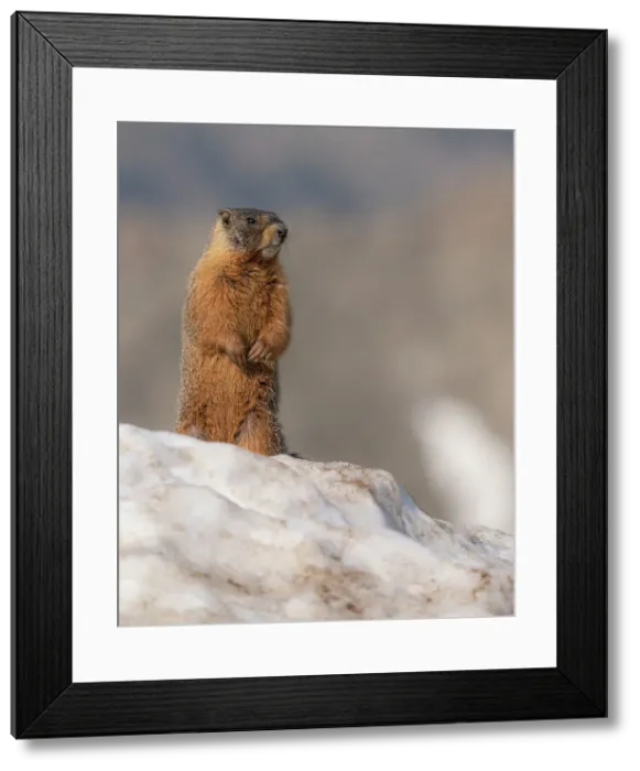 Framed Print : Yellow-bellied marmot, Mount Evans Wilderness, Colorado Date: 16-06-2021