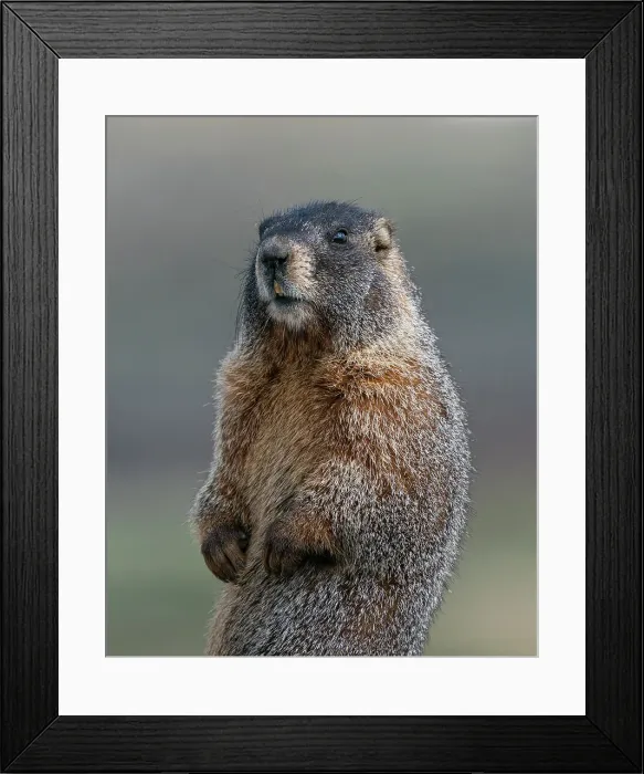 Framed Print : Yellow-bellied marmot at attention, Mount Evans Wilderness, Colorado Date: 14-06-2021 Framed Print : Yellow-bellied marmot at attention, Mount Evans Wilderness, Colorado Date: 14-06-2021