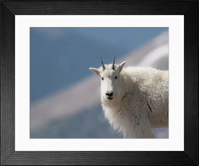 Framed Print : Mountain goat, Rocky Mountain goat, Mount Evans Wilderness Area, Colorado Date: 15-06-2021