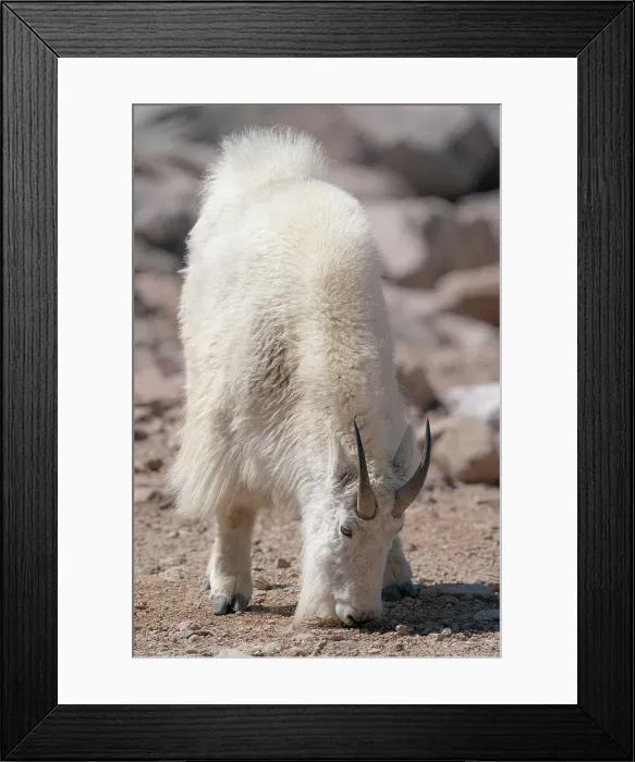 Framed Print : Mountain goat eating minerals from the rocky surface, Rocky Mountain goat, Mount Evans Summit, Colorado Date: 15-06-2021