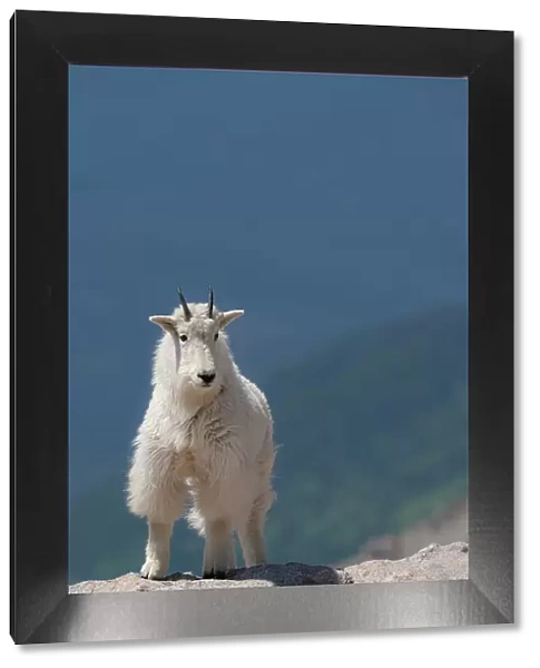 Rocky Mountain goat on ledge, Mount Evans Wilderness Area, Colorado Date: 15-06-2021