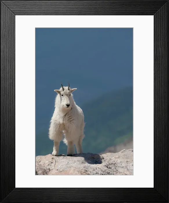 Framed Print : Rocky Mountain goat on ledge, Mount Evans Wilderness Area, Colorado Date: 15-06-2021 Framed Print : Rocky Mountain goat on ledge, Mount Evans Wilderness Area, Colorado Date: 15-06-2021