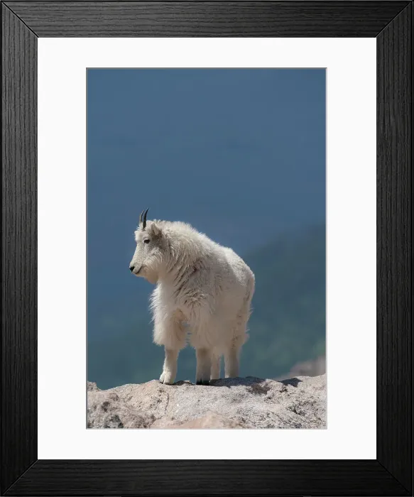 Framed Print : Rocky Mountain goat on ledge, Mount Evans Wilderness Area, Colorado Date: 15-06-2021 Framed Print : Rocky Mountain goat on ledge, Mount Evans Wilderness Area, Colorado Date: 15-06-2021