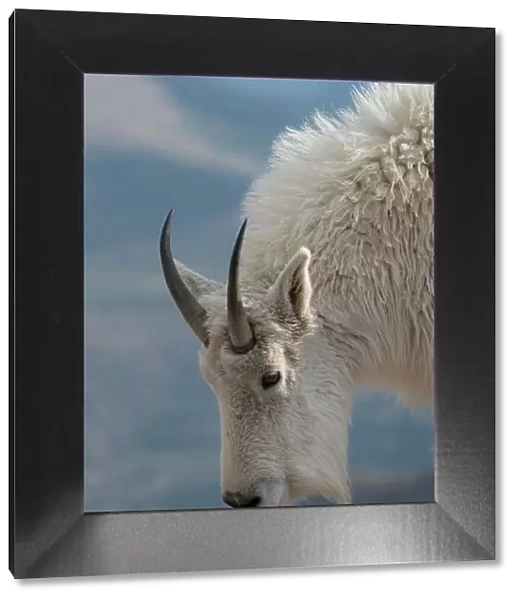 Rocky Mountain goat, Mount Evans Wilderness Area, Colorado Date: 15-06-2021