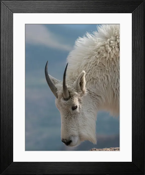 Framed Print : Rocky Mountain goat, Mount Evans Wilderness Area, Colorado Date: 15-06-2021 Framed Print : Rocky Mountain goat, Mount Evans Wilderness Area, Colorado Date: 15-06-2021