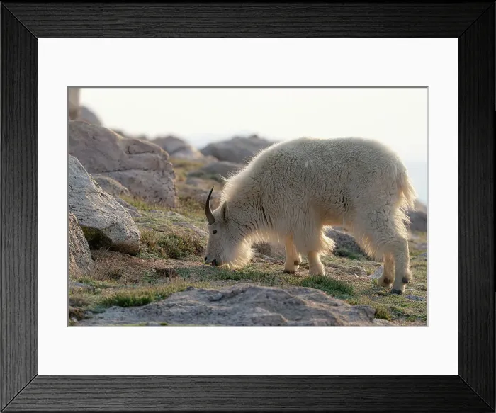 Framed Print : Rocky Mountain goats coming to the summit to look for minerals, Mount Evans Wilderness Area, Colorado Date: 16-06-2021 Framed Print : Rocky Mountain goats coming to the summit to look for minerals, Mount Evans Wilderness Area, Colorado Date: 16-06-2021