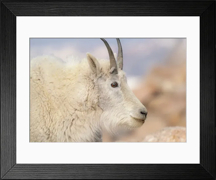 Framed Print : Rocky Mountain goat with salt minerals on its mouth, Mount Evans Wilderness Area, Colorado Date: 16-06-2021 Framed Print : Rocky Mountain goat with salt minerals on its mouth, Mount Evans Wilderness Area, Colorado Date: 16-06-2021