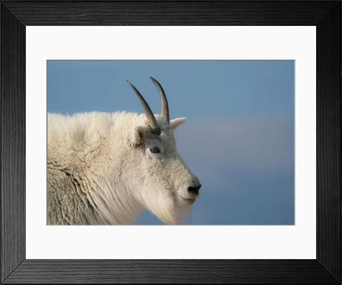 Framed Print : Rocky Mountain goat, Mount Evans Wilderness Area, Colorado Date: 16-06-2021 Framed Print : Rocky Mountain goat, Mount Evans Wilderness Area, Colorado Date: 16-06-2021