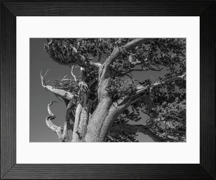 Framed Print : Ancient bristlecone pines, Mount Evans Wilderness Area, Colorado Date: 14-06-2021 Framed Print : Ancient bristlecone pines, Mount Evans Wilderness Area, Colorado Date: 14-06-2021