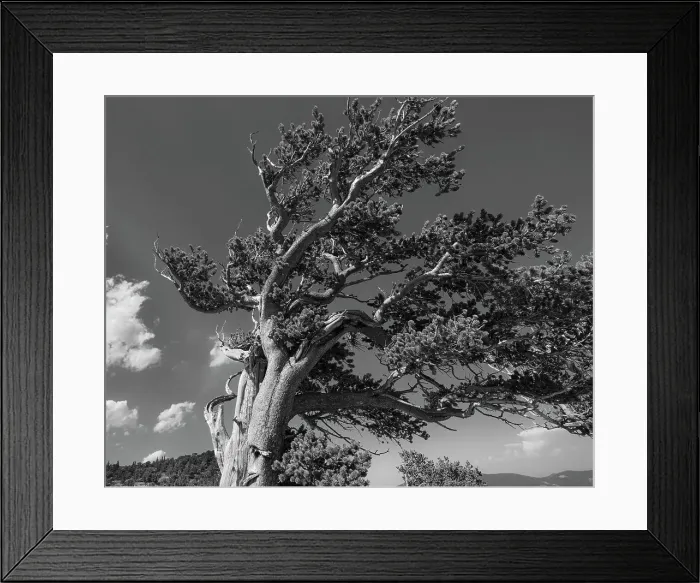 Framed Print : Ancient bristlecone pines, Mount Evans Wilderness Area, Colorado Date: 14-06-2021 Framed Print : Ancient bristlecone pines, Mount Evans Wilderness Area, Colorado Date: 14-06-2021