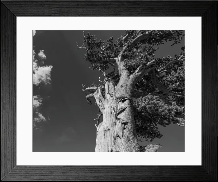 Framed Print : Ancient bristlecone pines, Mount Evans Wilderness Area, Colorado Date: 14-06-2021 Framed Print : Ancient bristlecone pines, Mount Evans Wilderness Area, Colorado Date: 14-06-2021