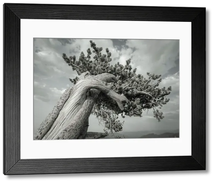 Framed Print : The twisting branches of the ancient bristlecone pines, Mount Evans Wilderness Area, Colorado Date: 15-06-2021 Framed Print : The twisting branches of the ancient bristlecone pines, Mount Evans Wilderness Area, Colorado Date: 15-06-2021