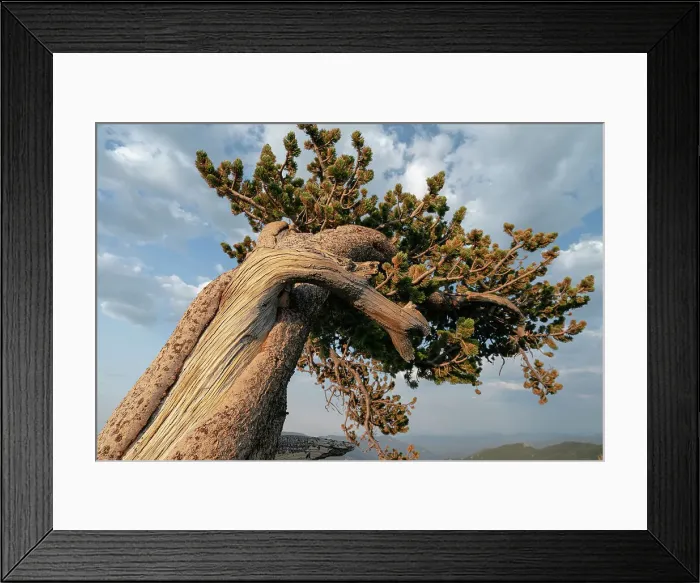 Framed Print : Ancient bristlecone pines, Mount Evans Wilderness Area, Colorado Date: 15-06-2021 Framed Print : Ancient bristlecone pines, Mount Evans Wilderness Area, Colorado Date: 15-06-2021