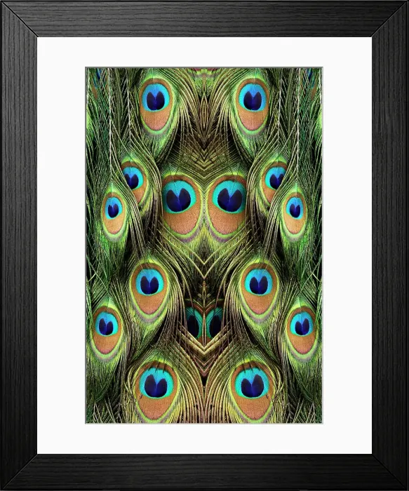 Framed Print : Male Peafowl feather pattern, Florida Date: 01-01-2000 Framed Print : Male Peafowl feather pattern, Florida Date: 01-01-2000