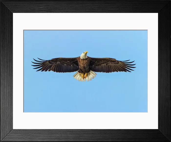 Framed Print : Bald eagle flying, Florida Date: 10-01-2019 Framed Print : Bald eagle flying, Florida Date: 10-01-2019