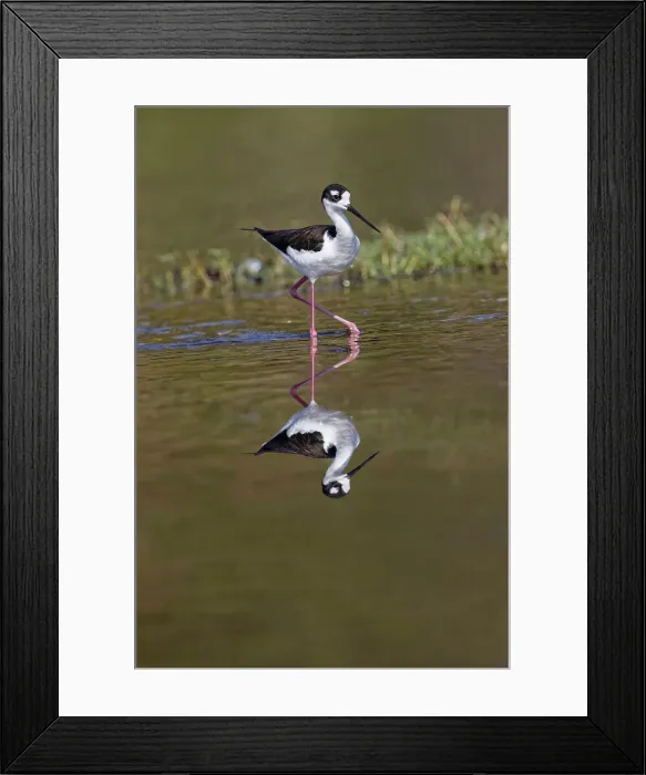 Framed Print : Black-necked stilt, Myakka River State Park, Florida Date: 10-01-2019 Framed Print : Black-necked stilt, Myakka River State Park, Florida Date: 10-01-2019